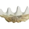 Nordal Kichi Decoratie Schelp
